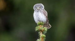 Воробя сова